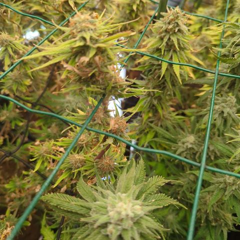 Moby Dick 120x120 9 autopot growlog timeline photo