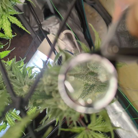 Moby Dick 120x120 9 autopot growlog timeline photo