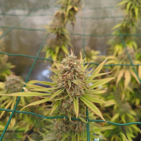 Moby Dick 120x120 9 autopot growlog timeline photo