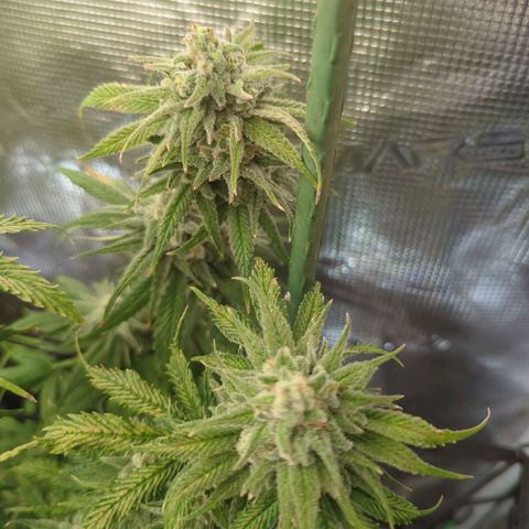 Moby Dick 120x120 9 autopot growlog timeline photo