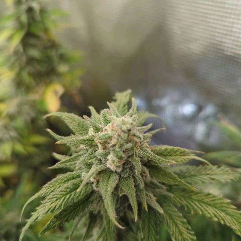 Moby Dick 120x120 9 autopot growlog timeline photo