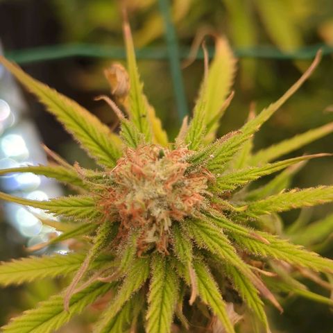Moby Dick 120x120 9 autopot growlog timeline photo