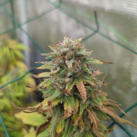 Moby Dick 120x120 9 autopot growlog timeline photo
