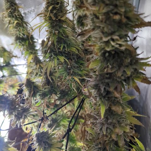 Moby Dick 120x120 9 autopot growlog timeline photo