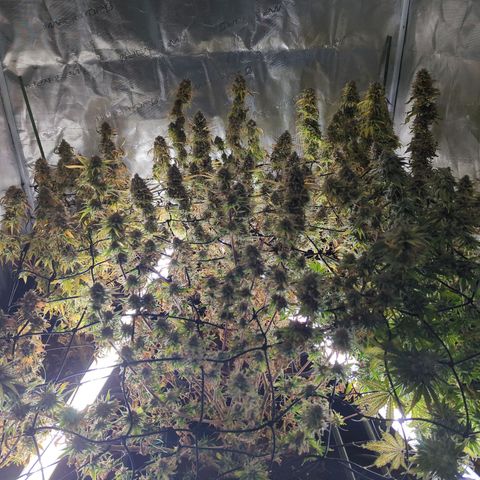 Moby Dick 120x120 9 autopot growlog timeline photo