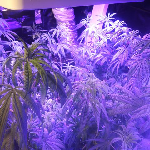 Barbra bush growlog timeline photo