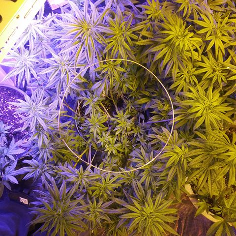 Barbra bush growlog timeline photo