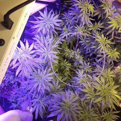 Barbra bush growlog timeline photo