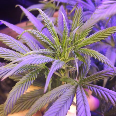 Barbra bush growlog timeline photo
