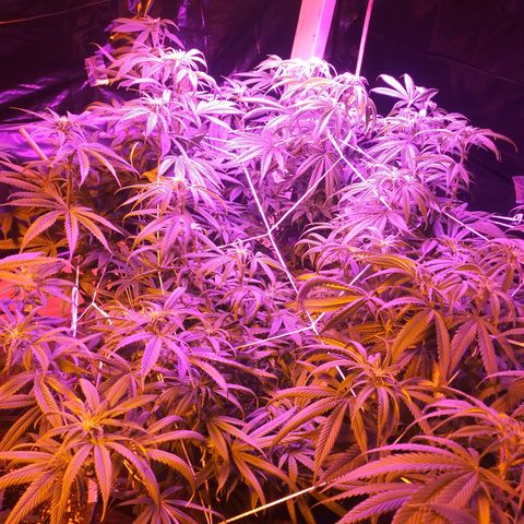 Barbra bush growlog timeline photo