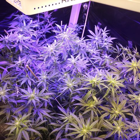 Barbra bush growlog timeline photo