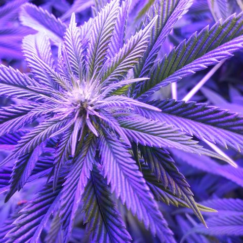 Barbra bush growlog timeline photo