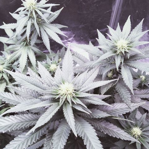 Gelato growlog timeline photo