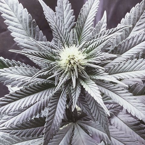 Gelato growlog timeline photo