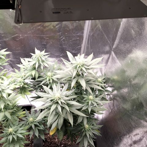 Gelato growlog timeline photo
