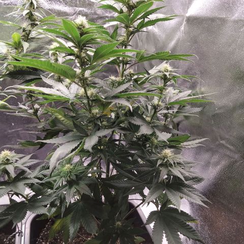 Gelato growlog timeline photo