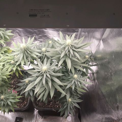 Gelato growlog timeline photo