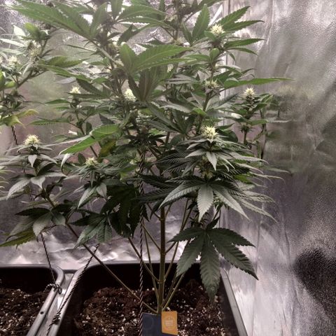 Gelato growlog timeline photo