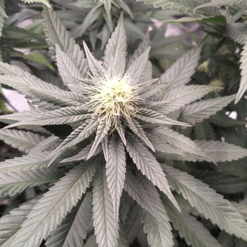 Gelato growlog timeline photo