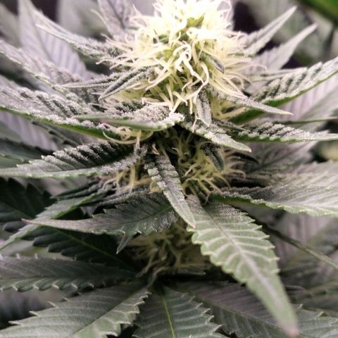 Gelato growlog timeline photo
