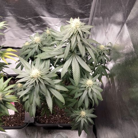 Gelato growlog timeline photo