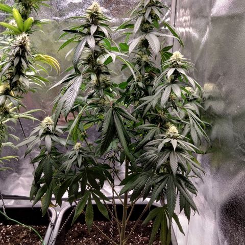 Gelato growlog timeline photo