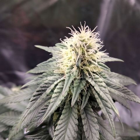 Gelato growlog timeline photo
