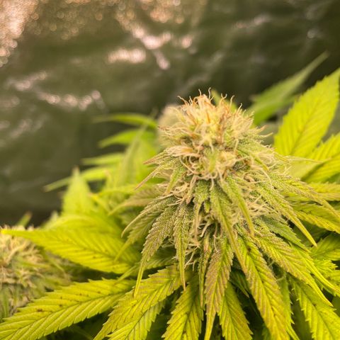 Special Queen #1 growlog timeline photo