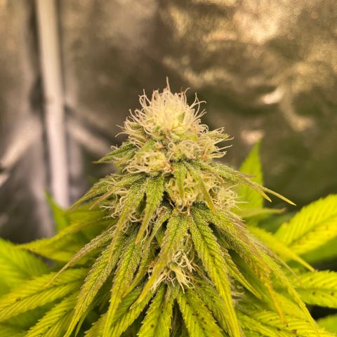 Special Queen #1 growlog timeline photo
