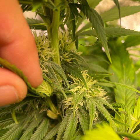 Special Queen #1 growlog timeline photo