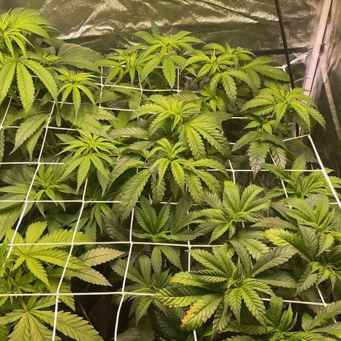 Special Queen #1 growlog photo: vorne links nach rechts:
Sour D#1 und Sour D#2
hinten von links nach rechts
Special Queen und shining lemon haze 