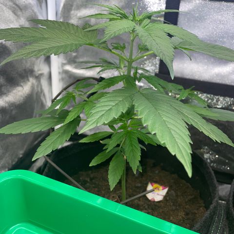 Special Queen #1 growlog timeline photo