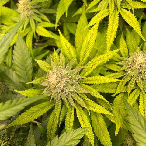 Special Queen #1 growlog timeline photo