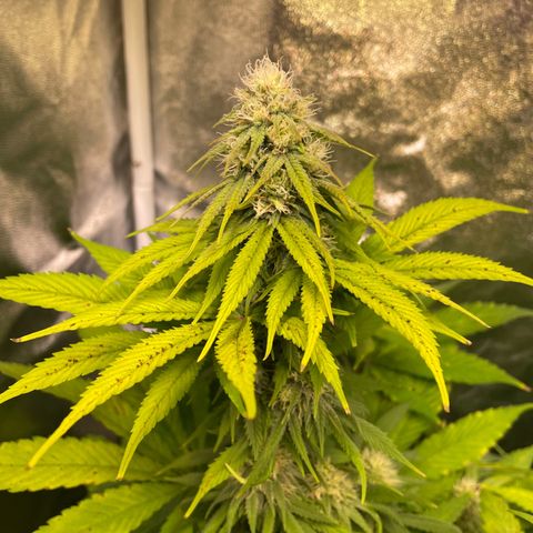 Special Queen #1 growlog timeline photo