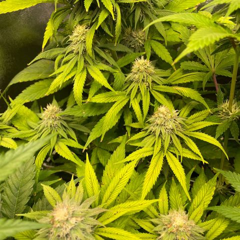 Special Queen #1 growlog timeline photo