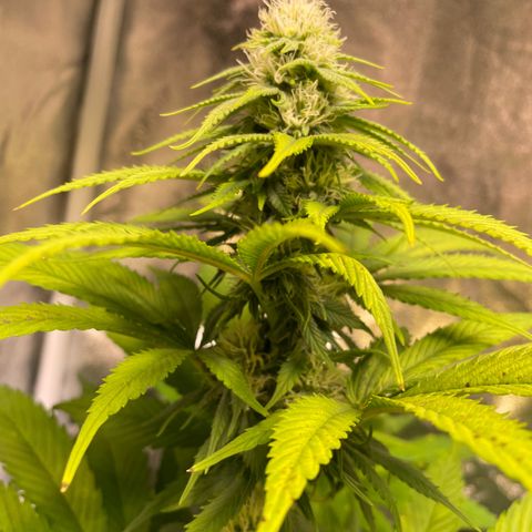 Special Queen #1 growlog timeline photo
