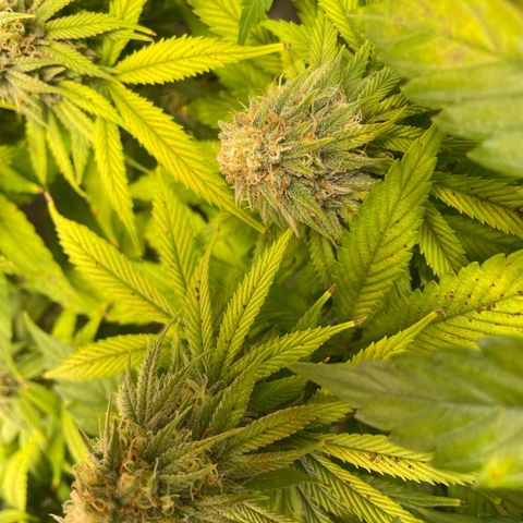 Special Queen #1 growlog timeline photo