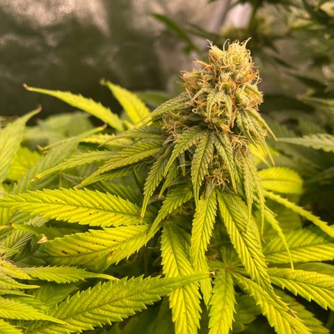 Special Queen #1 growlog timeline photo