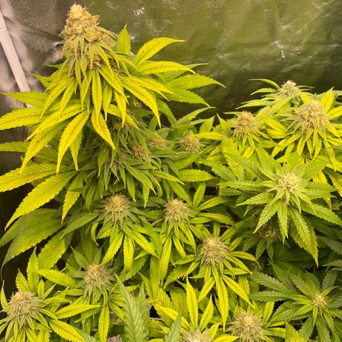 Special Queen #1 growlog timeline photo