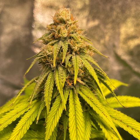 Special Queen #1 growlog timeline photo