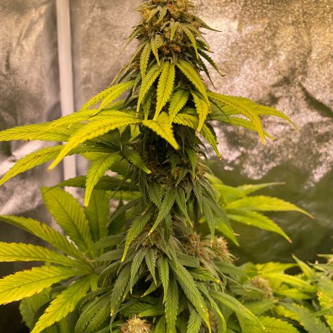 Special Queen #1 growlog timeline photo