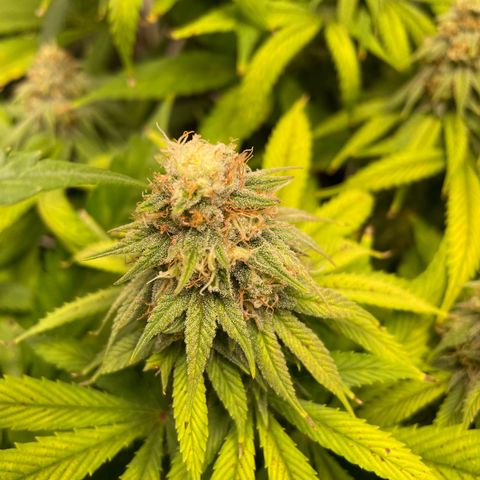 Special Queen #1 growlog timeline photo