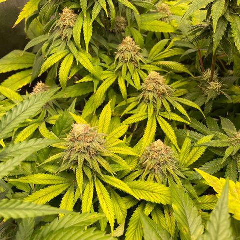 Special Queen #1 growlog timeline photo