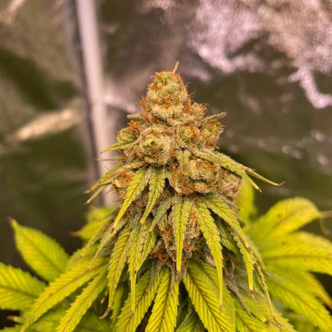 Special Queen #1 growlog timeline photo