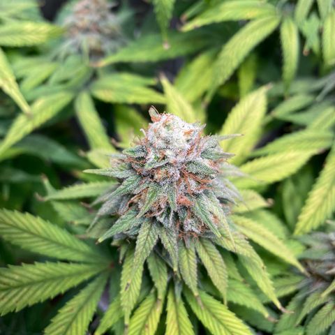 Special Queen #1 growlog timeline photo