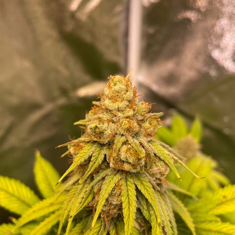 Special Queen #1 growlog timeline photo