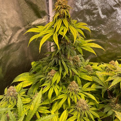 Special Queen #1 growlog timeline photo