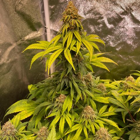 Special Queen #1 growlog timeline photo