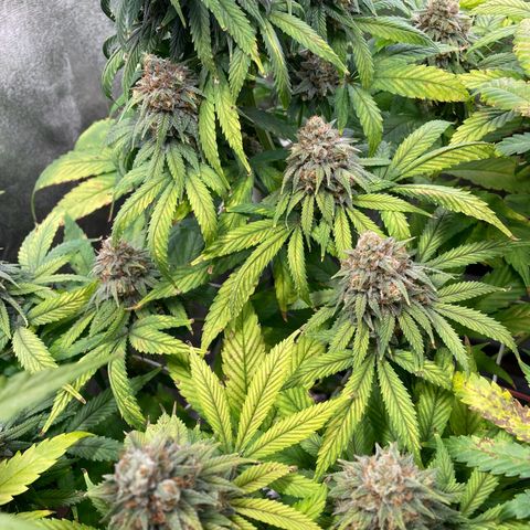 Special Queen #1 growlog timeline photo
