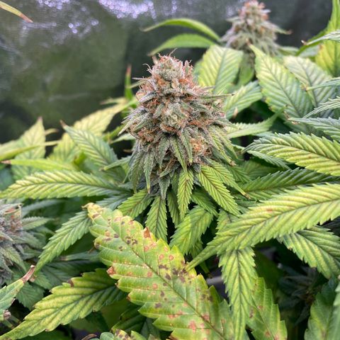 Special Queen #1 growlog timeline photo